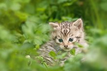 Nachwuchs bei den Wildkatzen im Wildpark Pforzheim