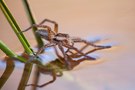 Geranderte Jagdspinne