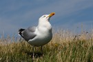 Helgoländer Möwe