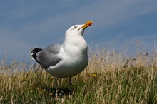 Helgoländer Möwe