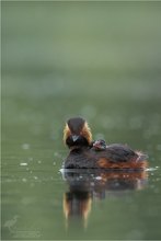 Schwarzhalstaucher (Podiceps nigricollis) #1