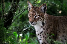 Luchs