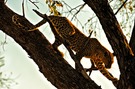 Leopardin beim Abstieg