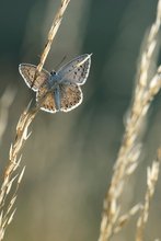 Bläuling im Gegenlicht