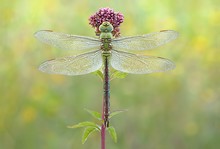 Anax Imperator