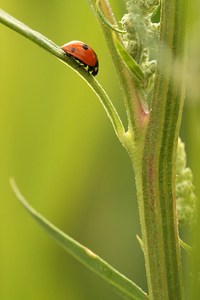 Marienkäfer