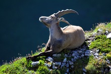 Steinbock im Alpstein