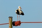 Storch