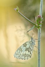 ~ Melanargia galathea ~ #2