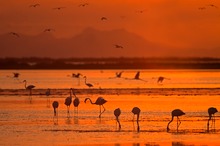 Morgenstimmungt in der Camargue III