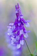 Vogel-Wicke (Vicia cracca)