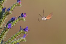 Taubenschwänzchen (Macroglossum stellatarum)