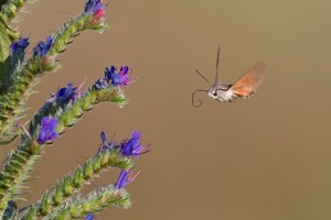 Taubenschwänzchen (Macroglossum stellatarum)