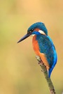 Eisvogel