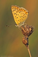 Brauner Feuerfalter (Lycaena tityrus)