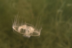 Süßwasserqualle vor Pflanzen