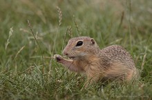 Spermophilus citellus oder ...