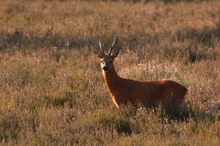 Die Sonnen Bock