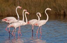 Flamingos II