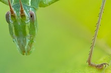 Gemeine Sichelschrecke