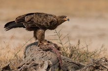 Raubadler (Aquila rapax), Eng. Tawny Eagle