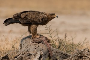 Raubadler (Aquila rapax), Eng. Tawny Eagle