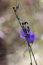 Waldglockenblume