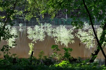 Blühender Waldteich