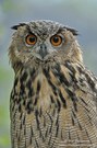Junguhu (wildlife, ND)