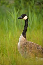 Branta canadensis