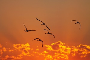 Der Sonne entgegen I