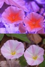 Ackerwinde (Convolvulus arvensis) UV/Vis