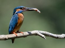 Mein erster Eisvogel