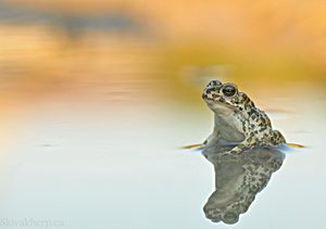 Bufo viridis