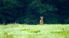 Auf der grünen Wiese