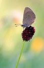 Dunkler Wiesenknopf-Ameisen-Bläuling