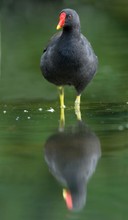 Teichhuhn mit Spiegelung