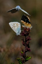 Bläulinge im Liebesrausch