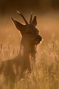 Der kuhle Bock