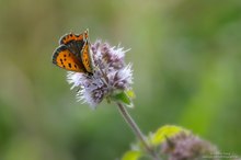 Kleiner Feuerfalter...(Lycaena phlaeas)