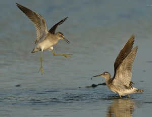 Kämpfende Bruchwasserläufer