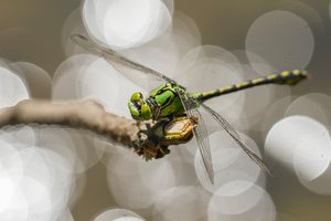 Ophiogomphus cecilia