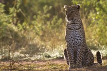 Leopardin,