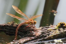 Braune Mosaikjungfer