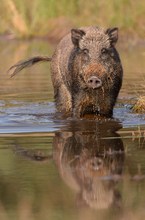 Wild boar