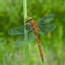 Norfolk hawker