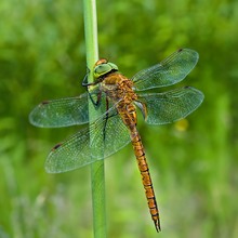 Norfolk hawker