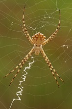 Argiope lobata