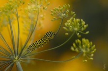 Kleine Raupe Nimmersatt