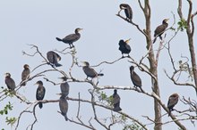 Kormorane (Phalacrocorax carbo)